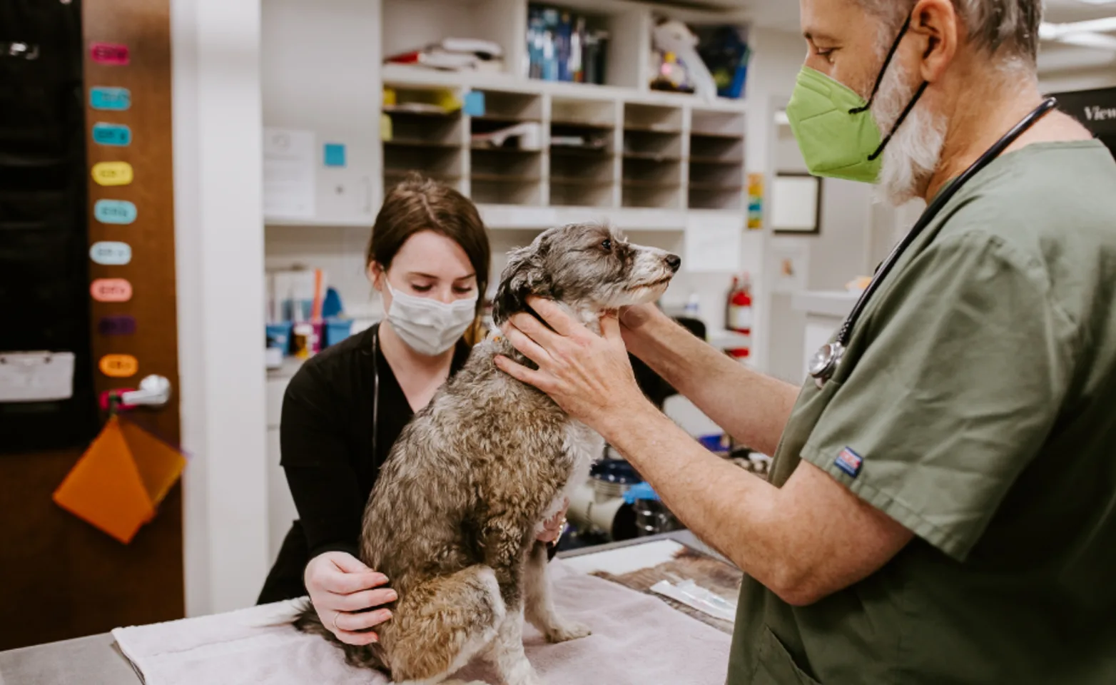 Vet and assistant tending to a dog